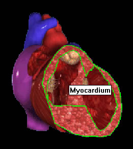 Cross section of myocardium muscle