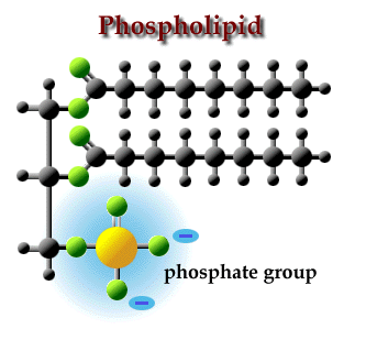 phospholipid